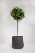 Large Bay Tree