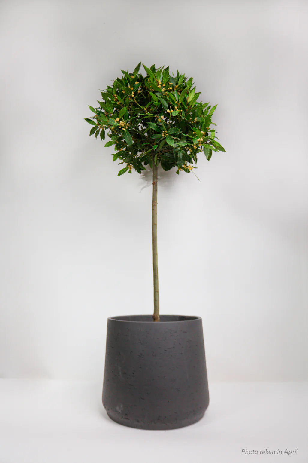 Large Bay Tree