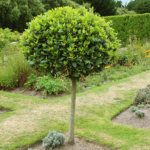Large Bay Tree